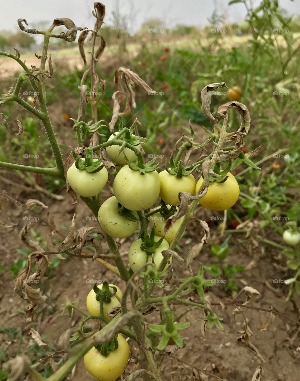 India raw tomato 