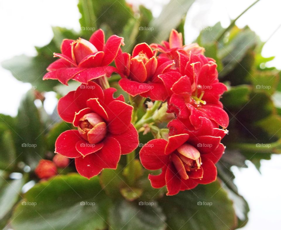 A Red Plant