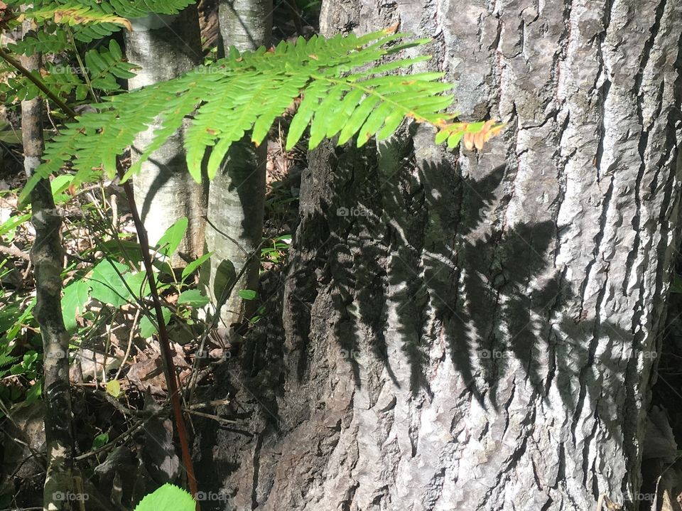 Fern shadow 
