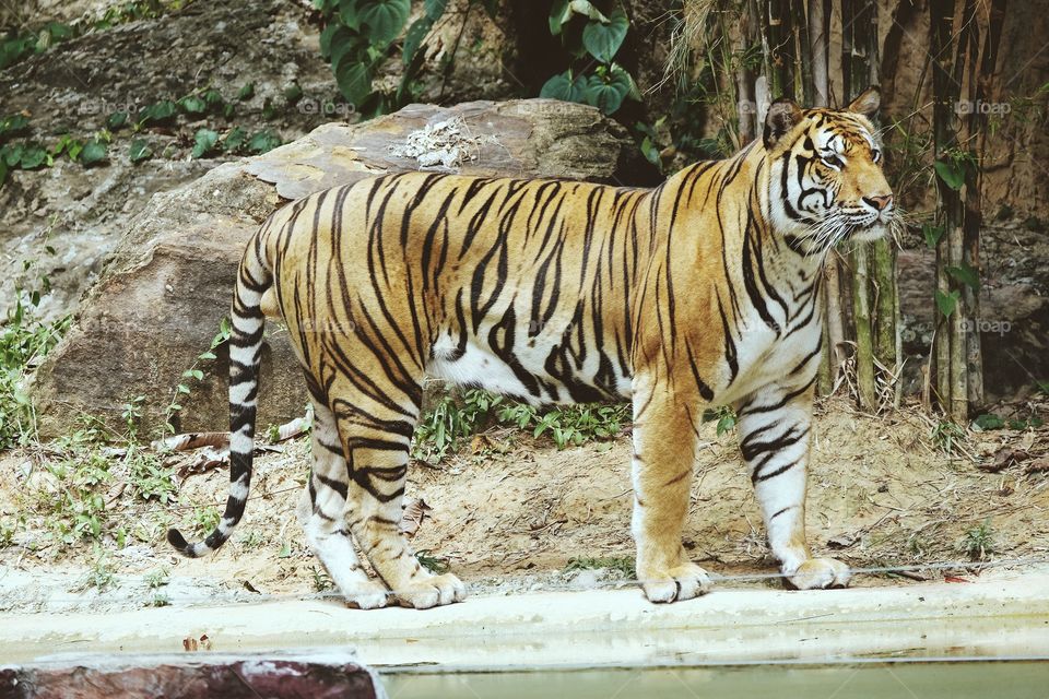 Tiger in the zoo thailand
