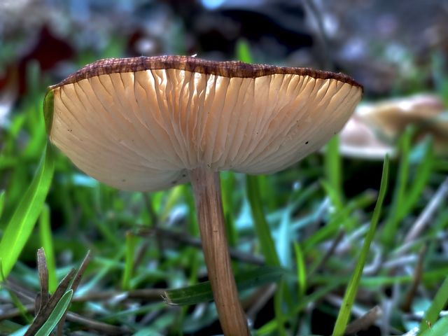 Mushroom #2