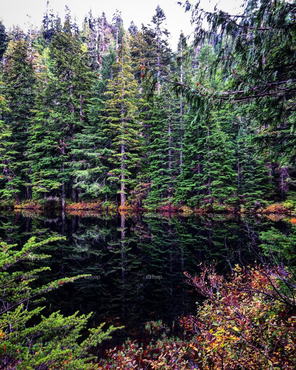 Trees in a reflecting pond, Ashland Lakes, Washington