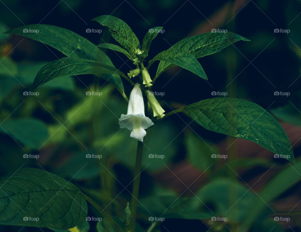 Floral  photography  - black  seasame flower