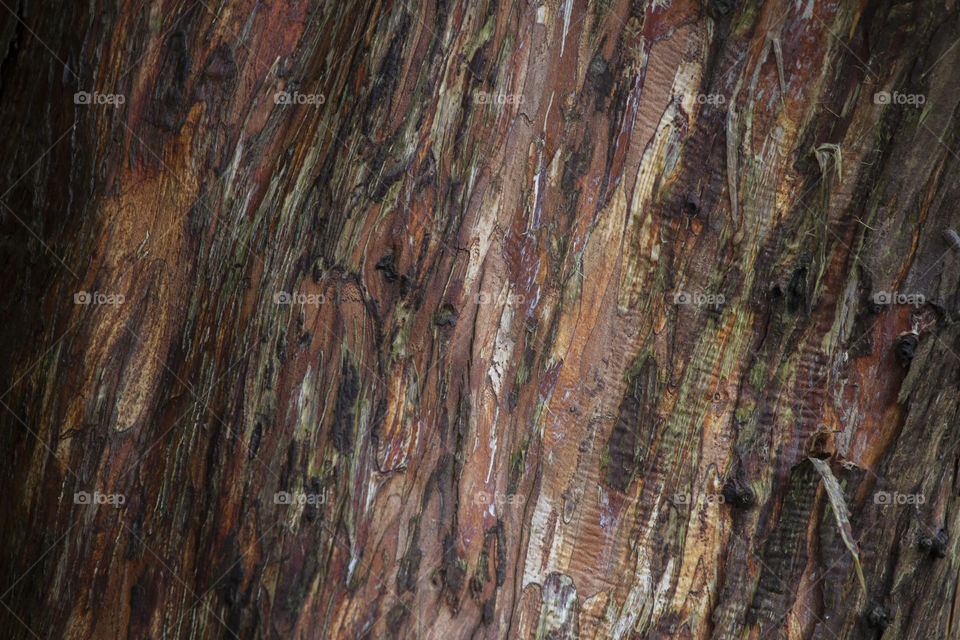 Bark on dark tree trunk 