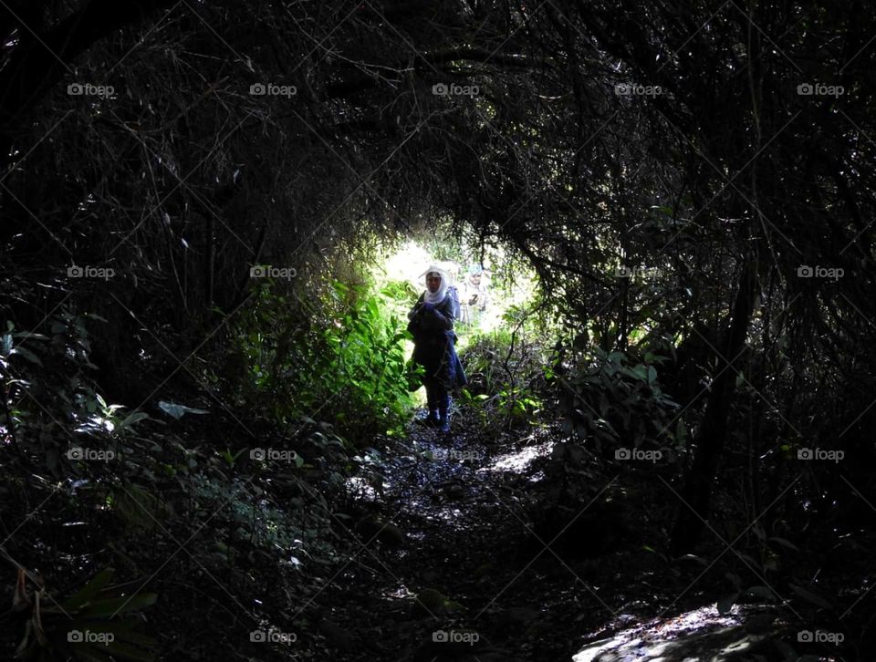 circular paths through the vegetation