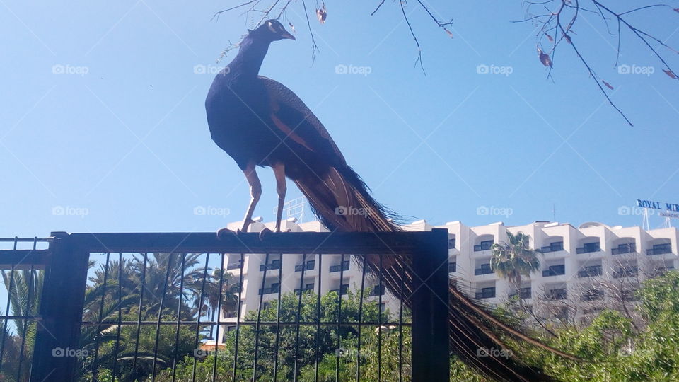 Close-up of peacock in front of building