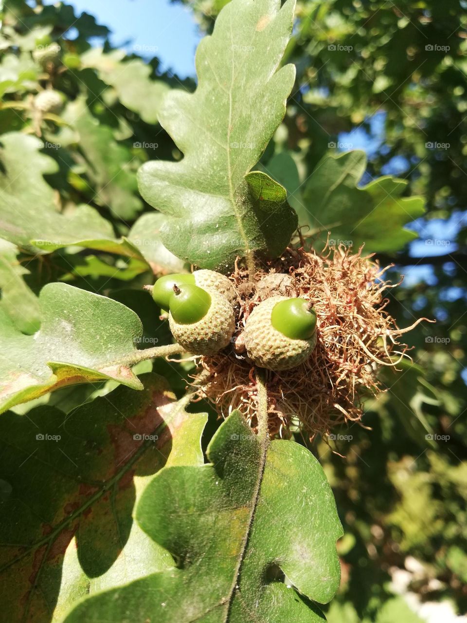 autumn fruits, fruit of the oak acorn