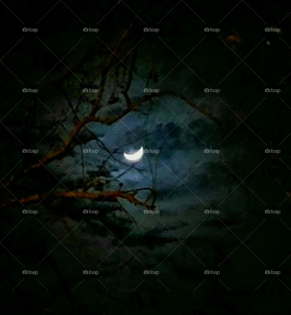 Moon through the trees