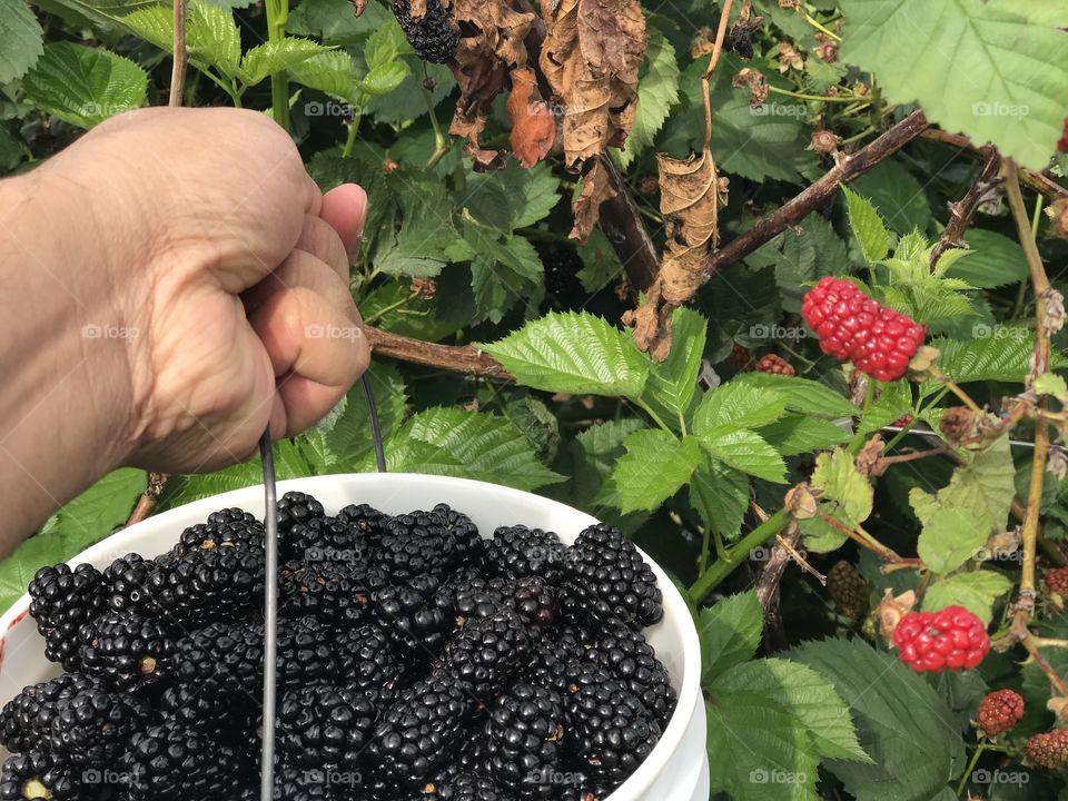 Hand holding blackberries in bucket