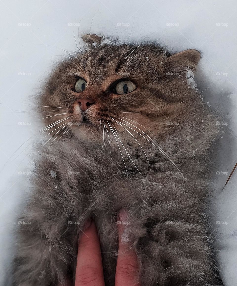 A frightened cat that was unexpectedly seized