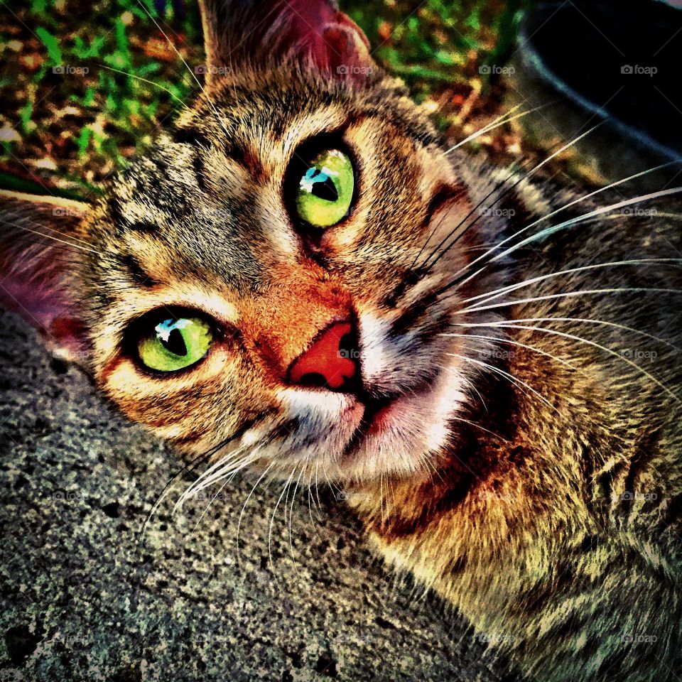Colorful island cat, colorful stray cat, color explosion in nature, eyes of a cat, colorful cats of the island 