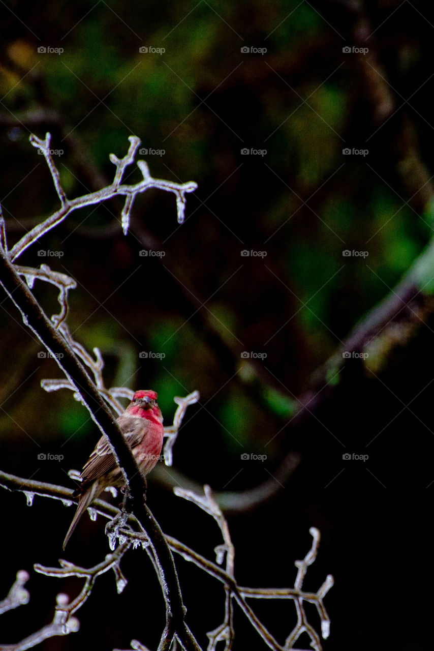 Frozen nature. Bird