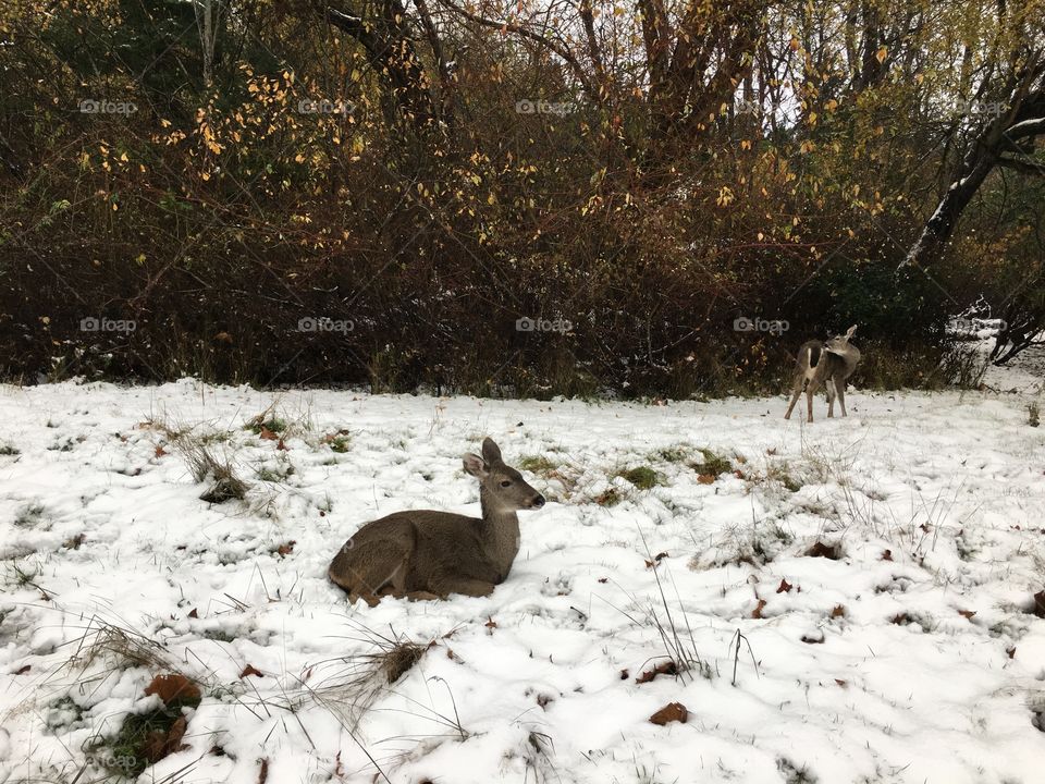 Deers on a snow