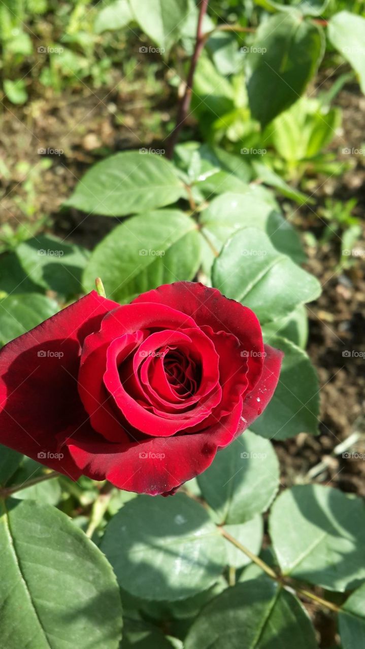 Red rose beatiful flowers