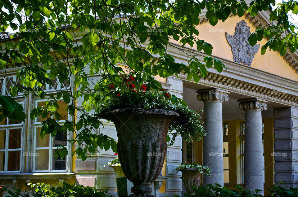 flowers building old outside by razornuku