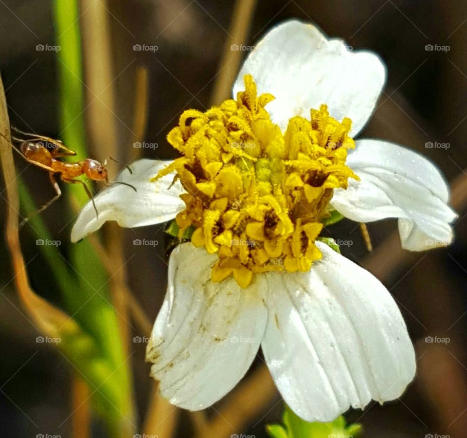 Flower, Nature, Garden, Flora, No Person