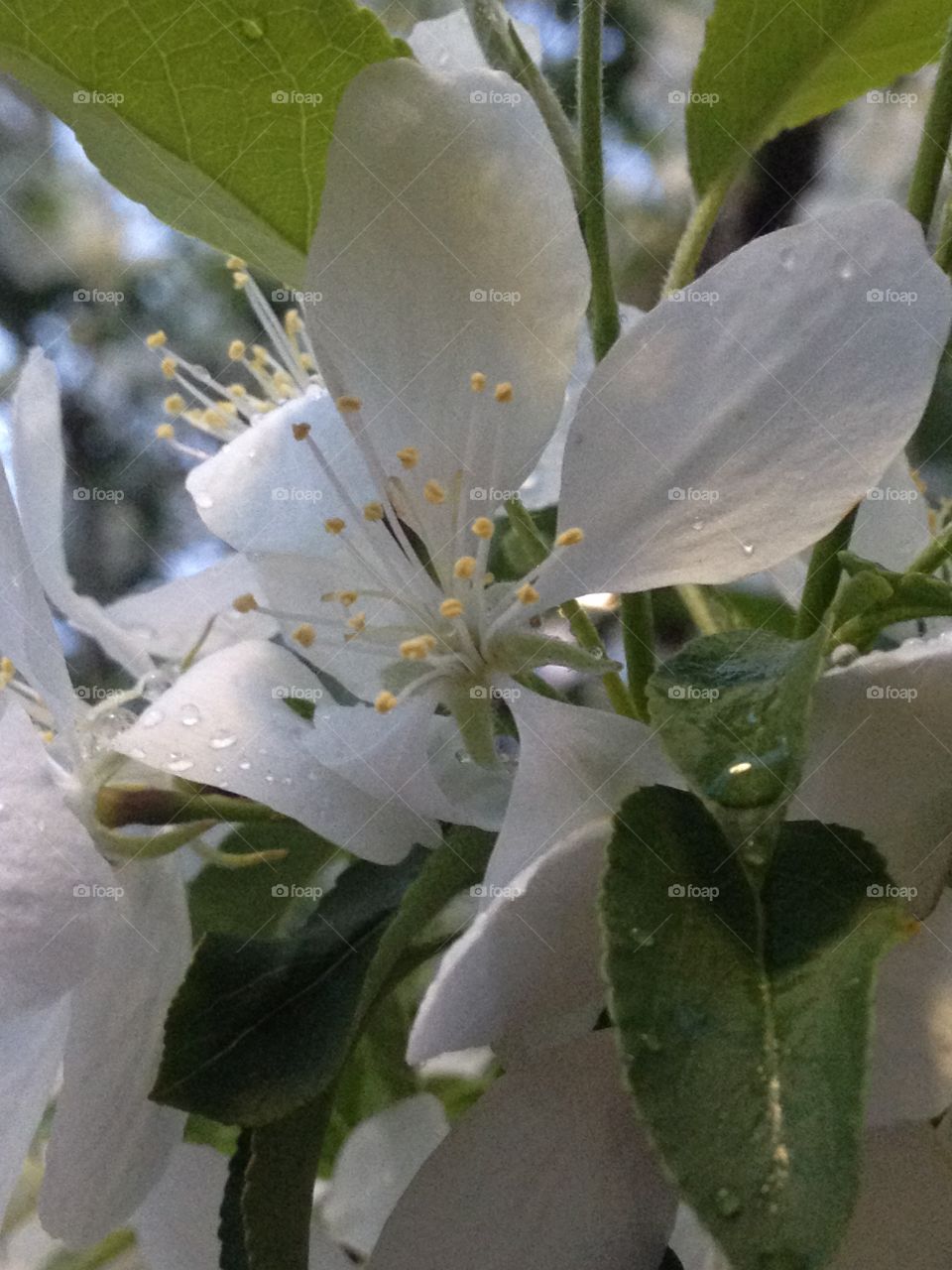 Spring is here. Flower after the rain