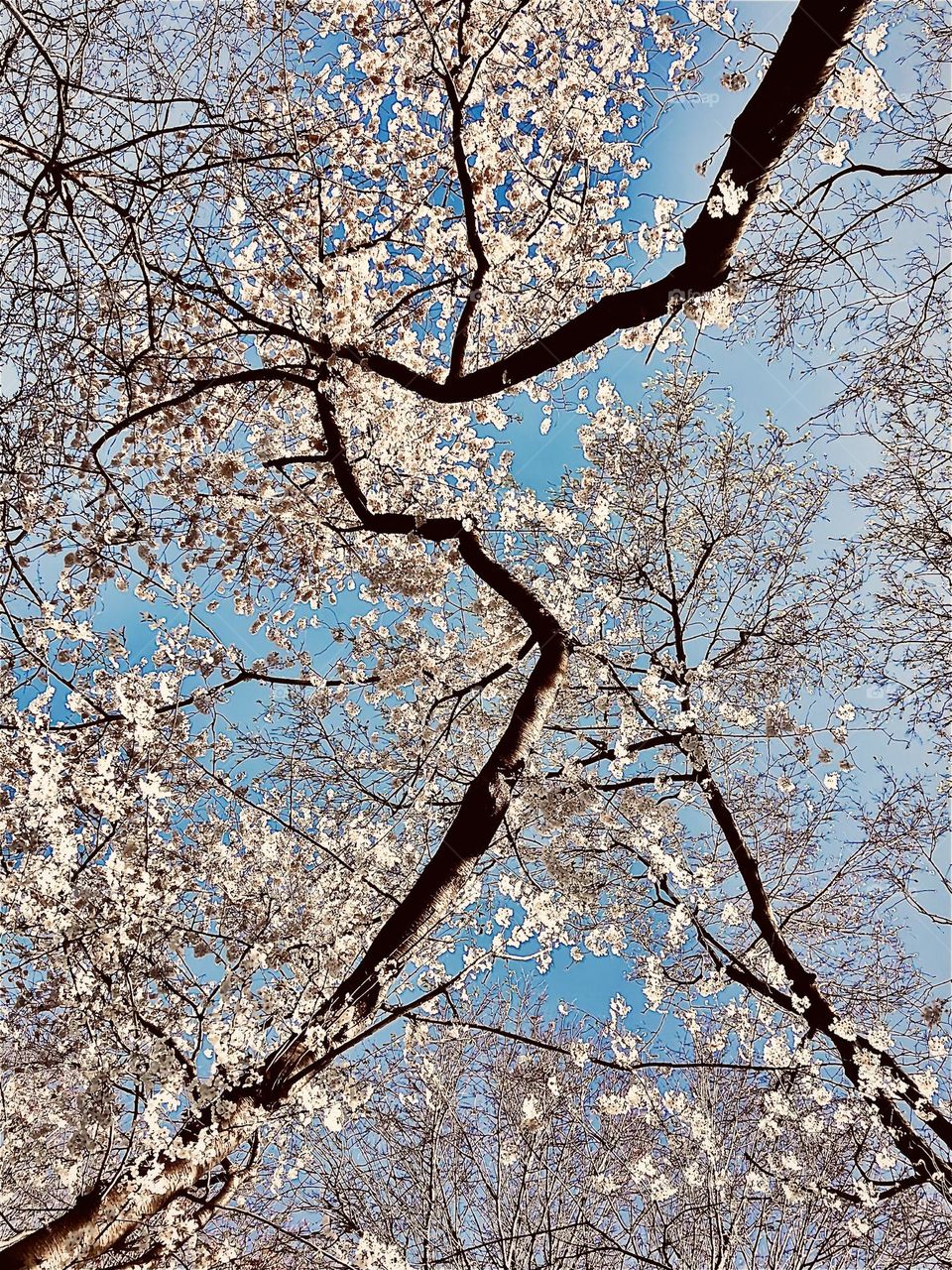 Cherry blossom 