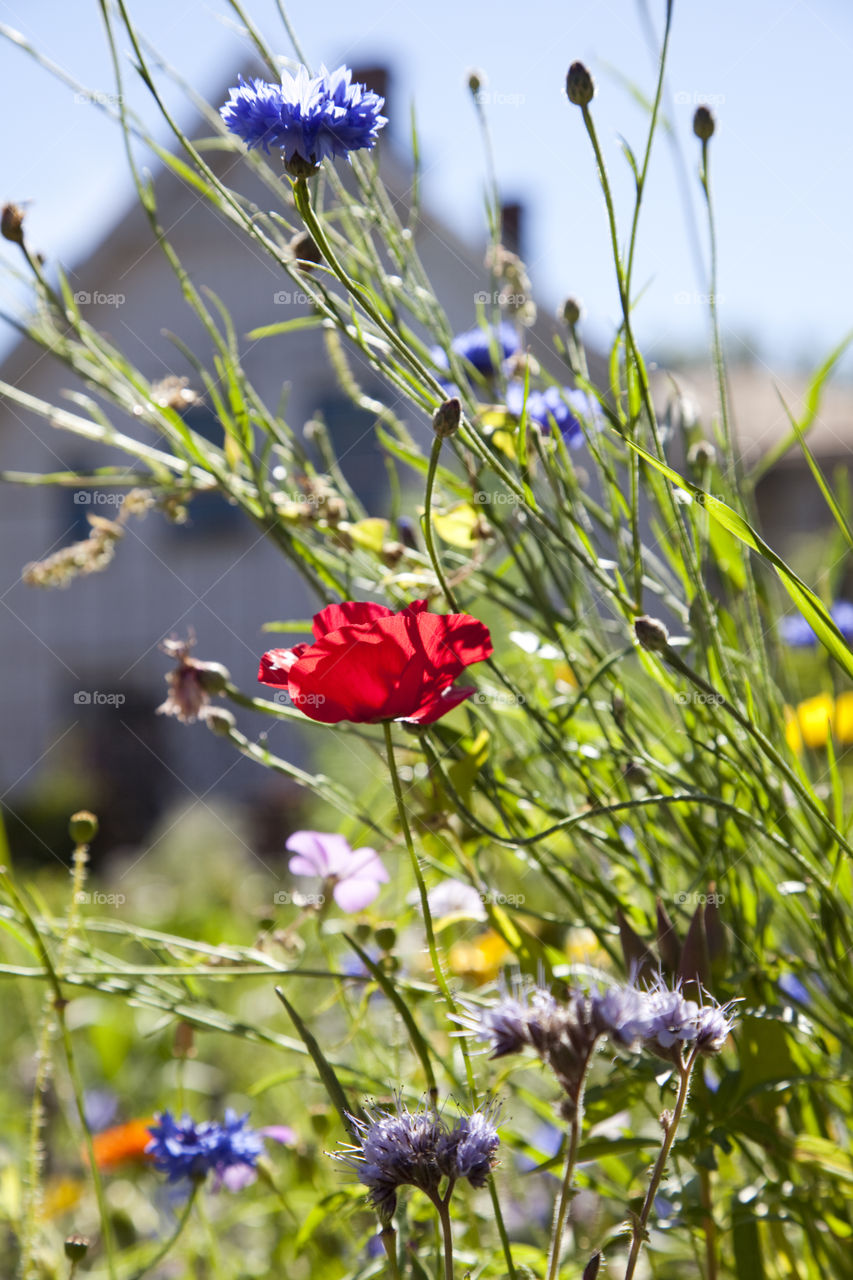 Flower field