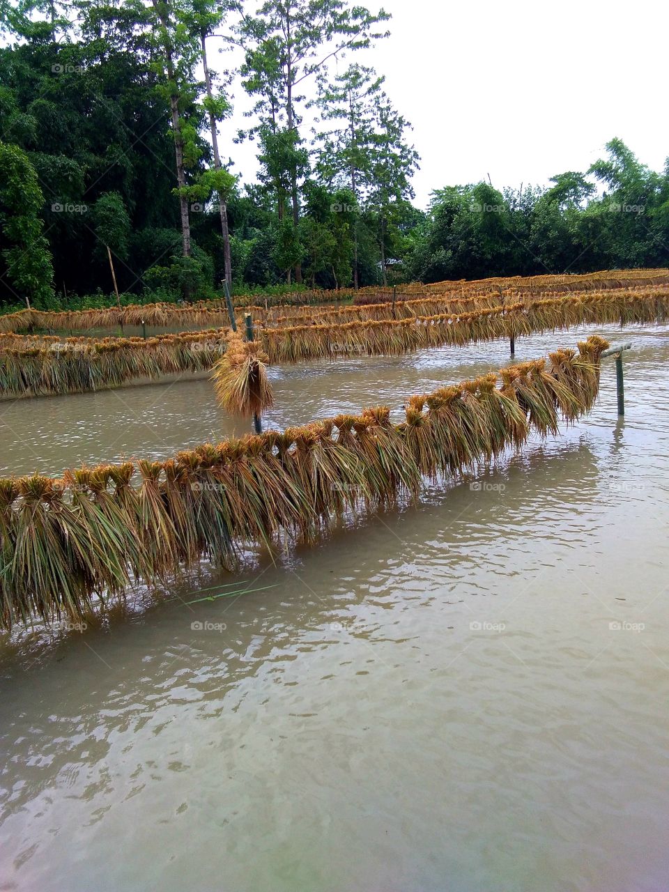 Hanging rice on logs to dry on the river