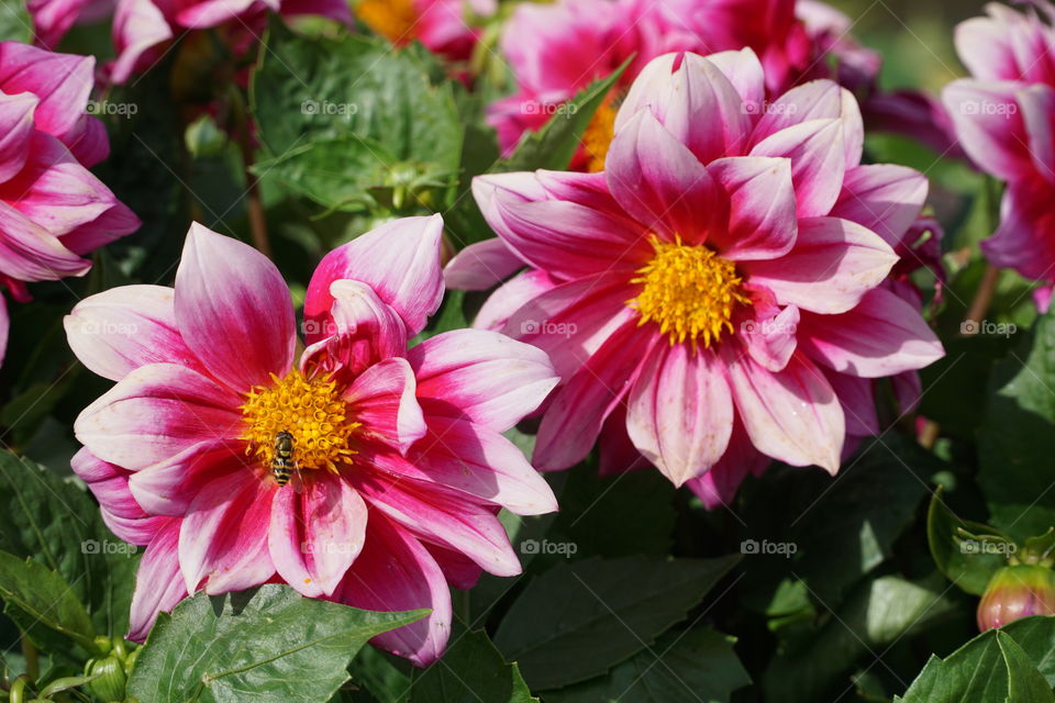 Bee on beautiful pink Dahlia