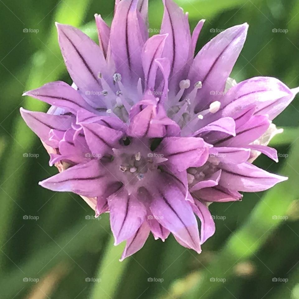 Purple bloom
