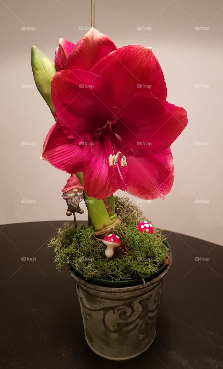 red flower
amaryllis