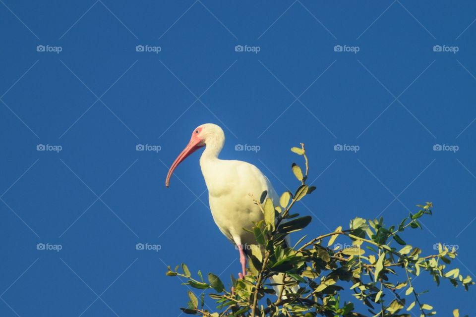 Ibis on tree