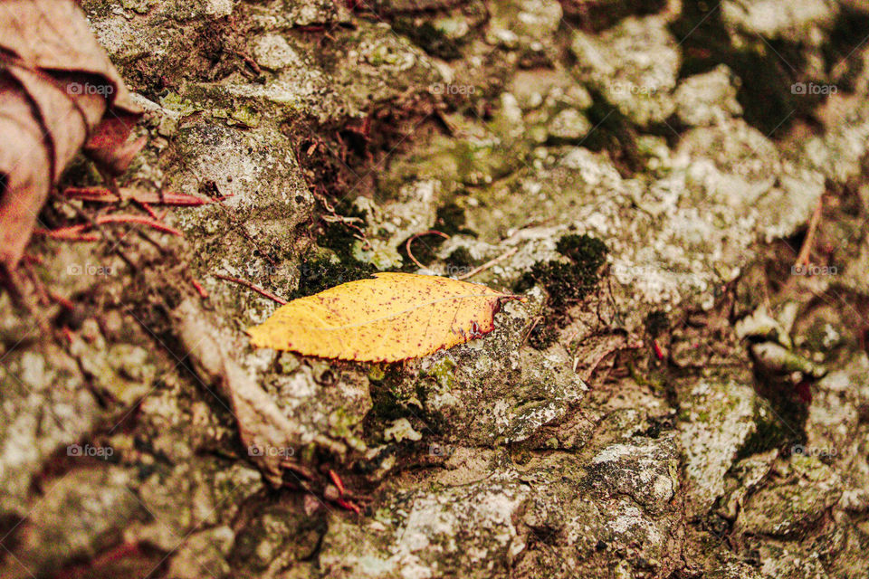 yellow leaf