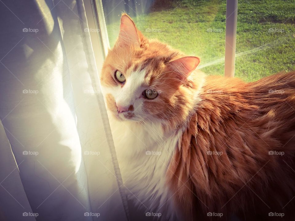 Yellow and white cat sitting in window morning light