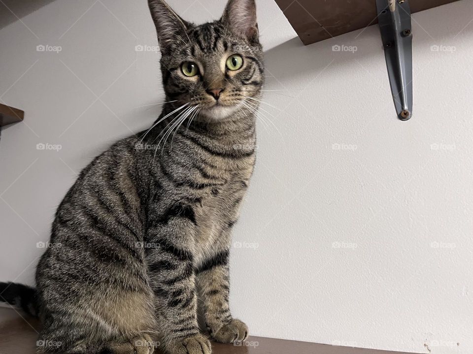 Guess how many cat I have 🐈‍⬛