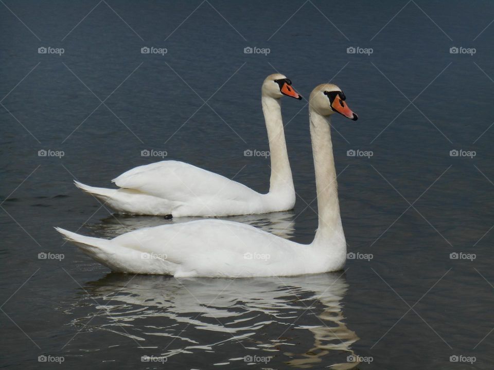 two white swans beautiful birds love