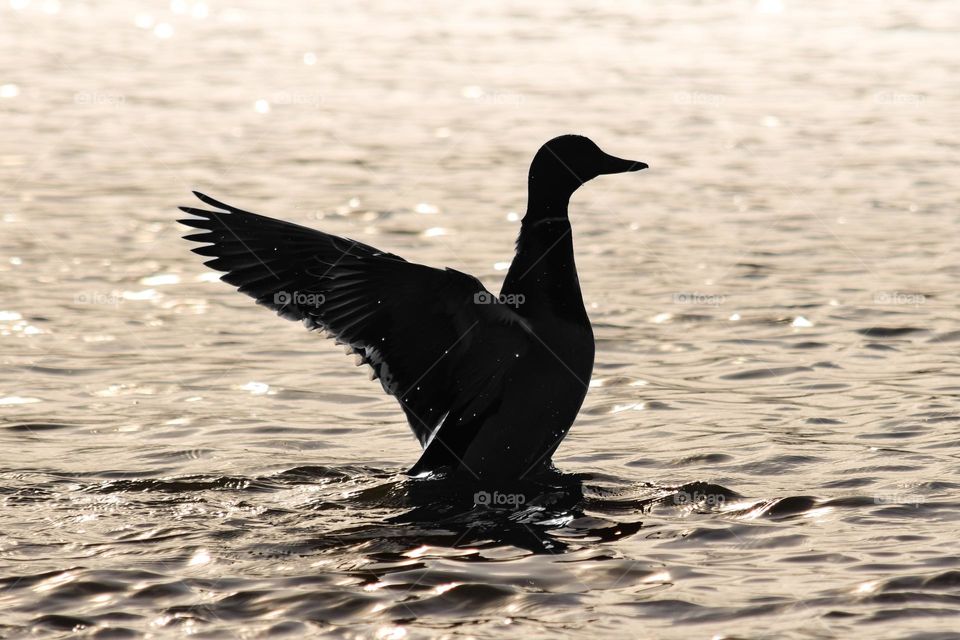 A duck in a cold water on sunny winter day