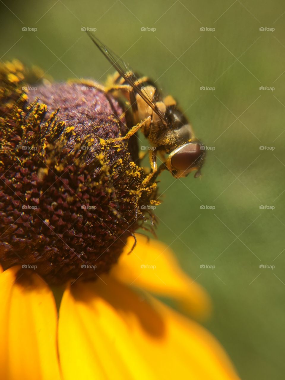 Insect on flower