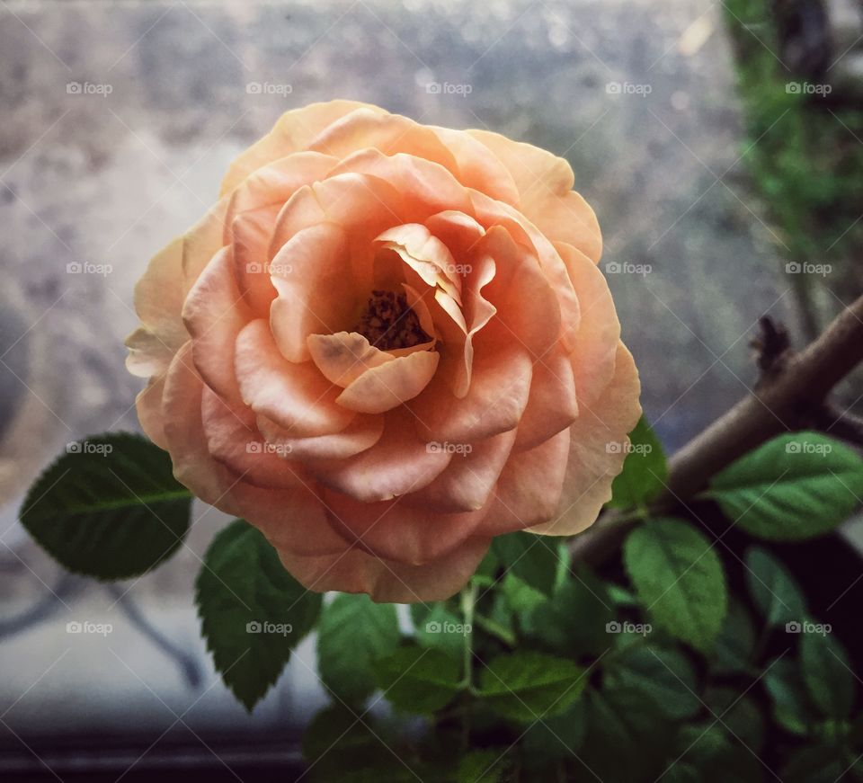 Mini peach rose has opened its petals to great the world with such beauty 