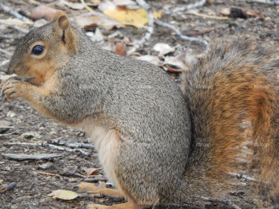 Squirrel munching