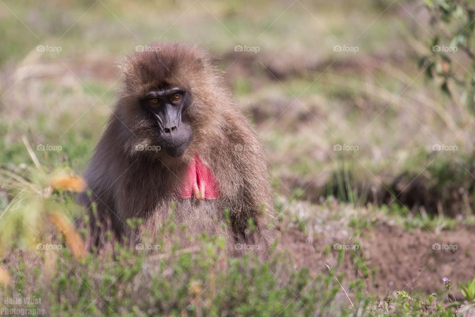 Female gelada