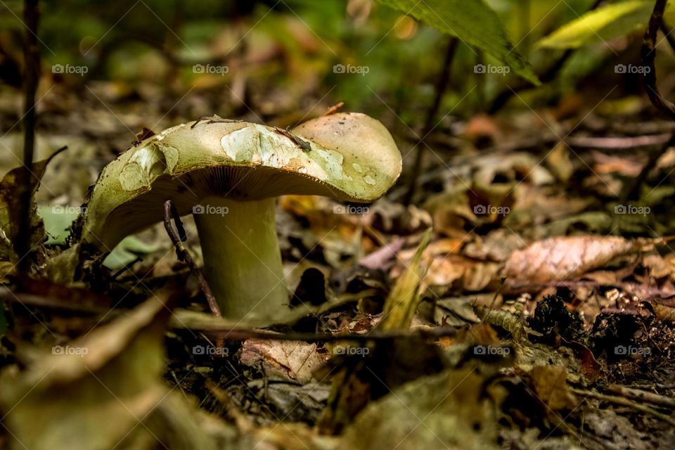 Mushrooms in the autumn forest