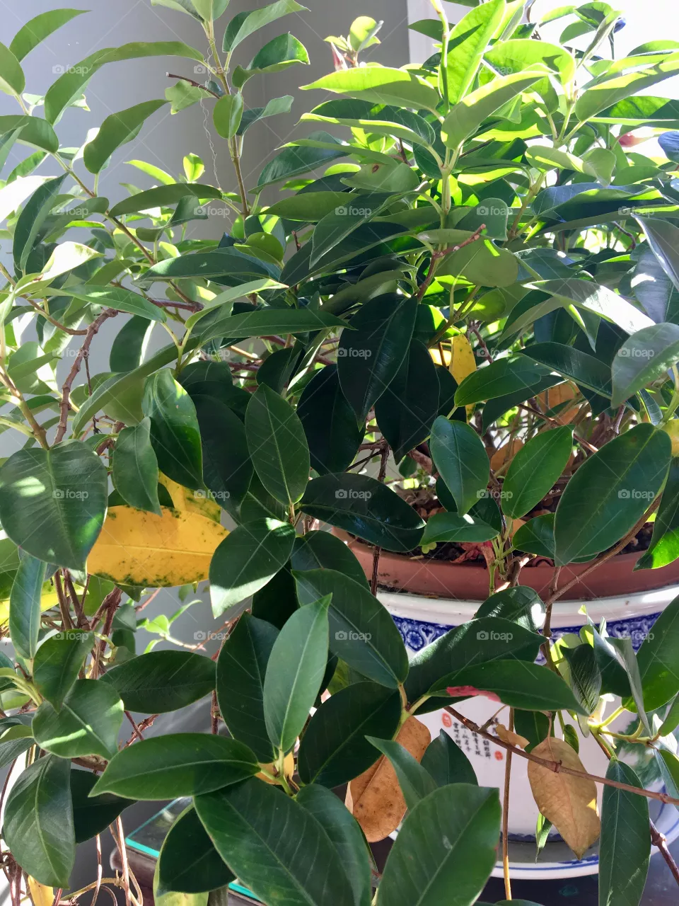 Plant
