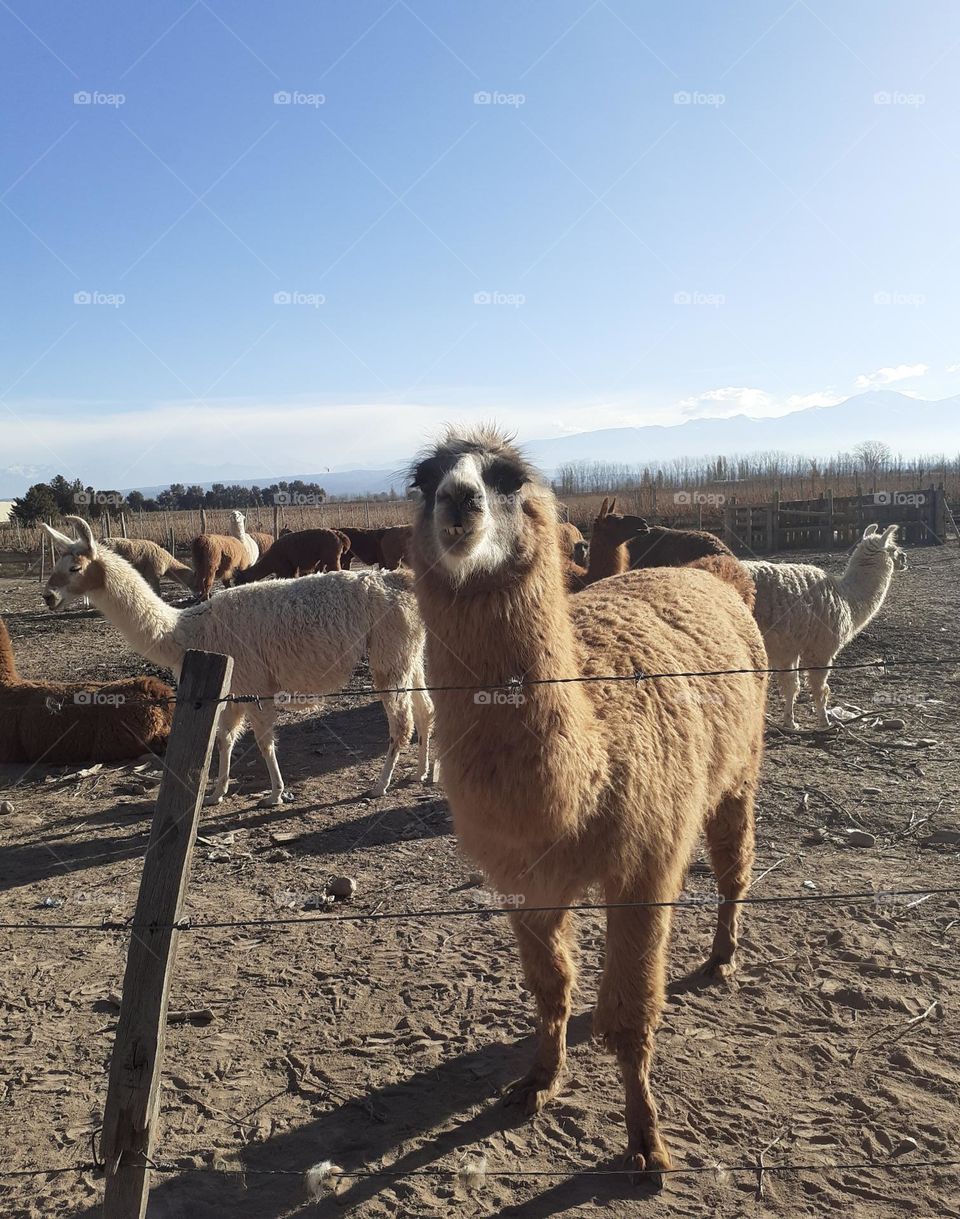 llama andina