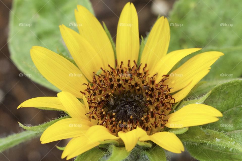 Newly blossomed sunflower closeup