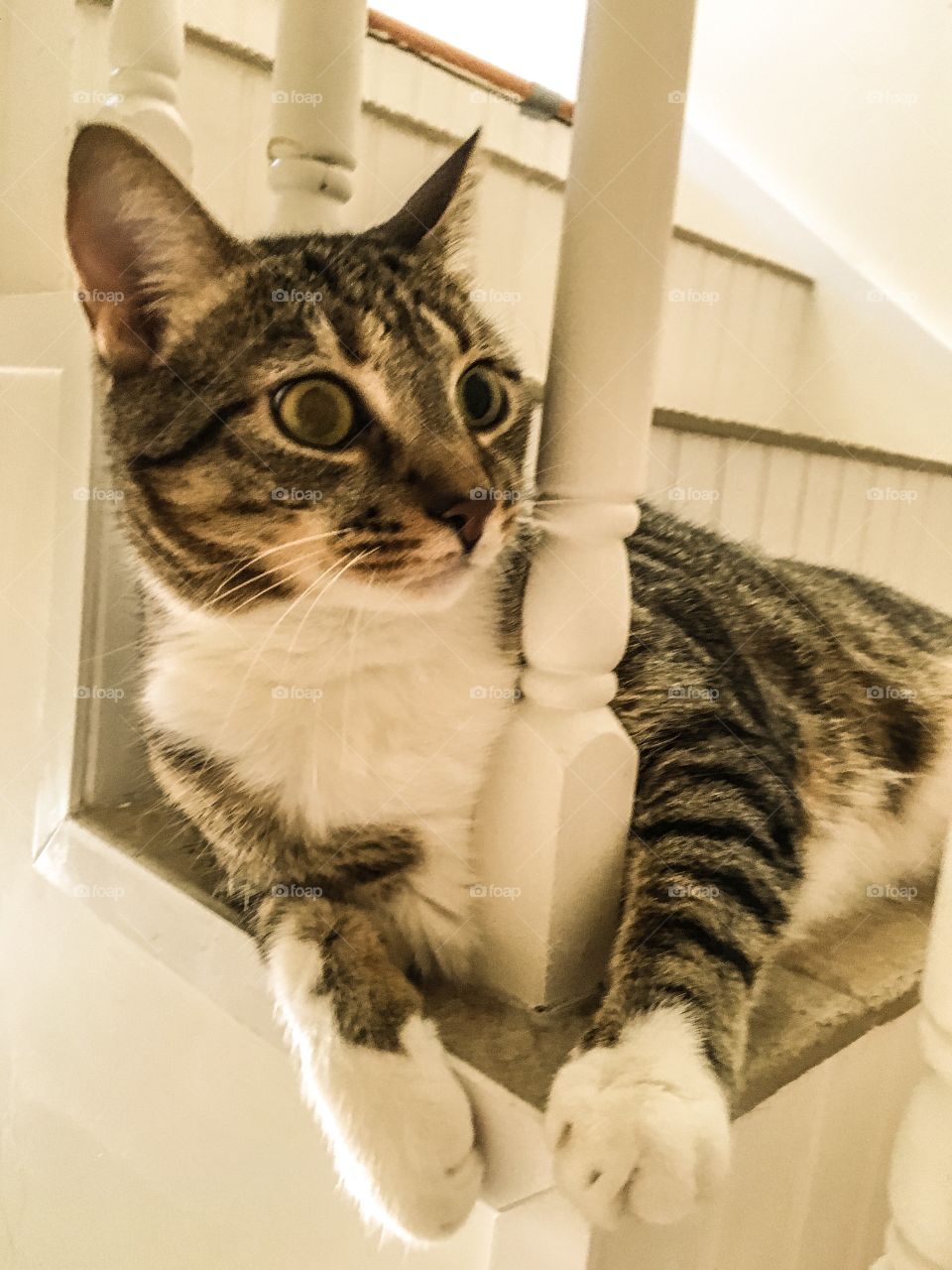 Tan and white striped tabby cat sitting on steps 