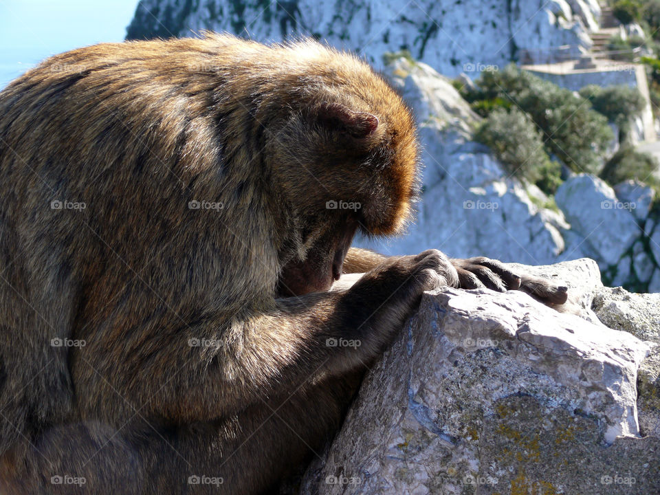 Sleeping Barbary macaque on rock formation in Gibraltar.