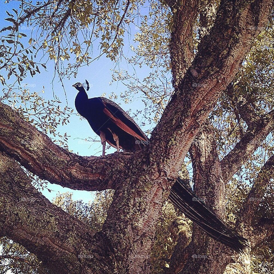 Peacock perch  