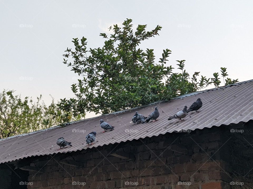 pigeon group