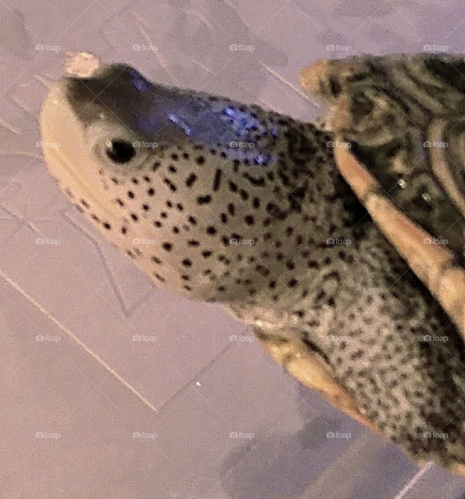 Close up of hatchling Diamondback  Terrapin with ornate shell design