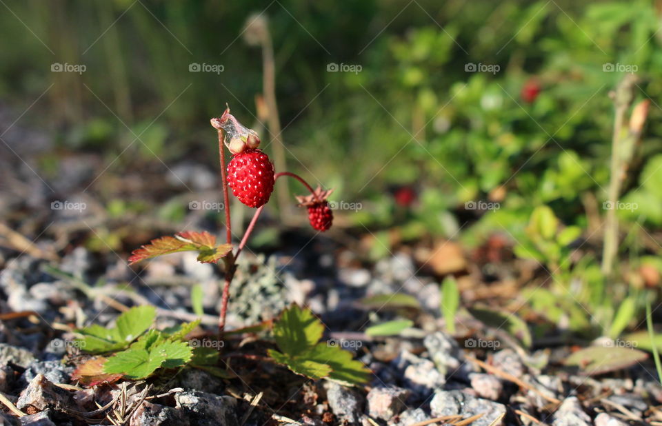 Wild strawberry by the road.