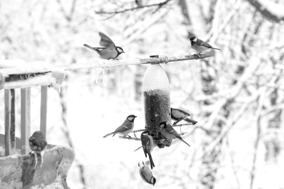 birds eat seeds