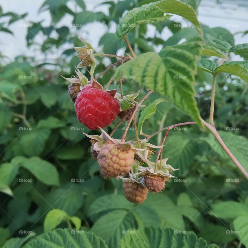 raspberries