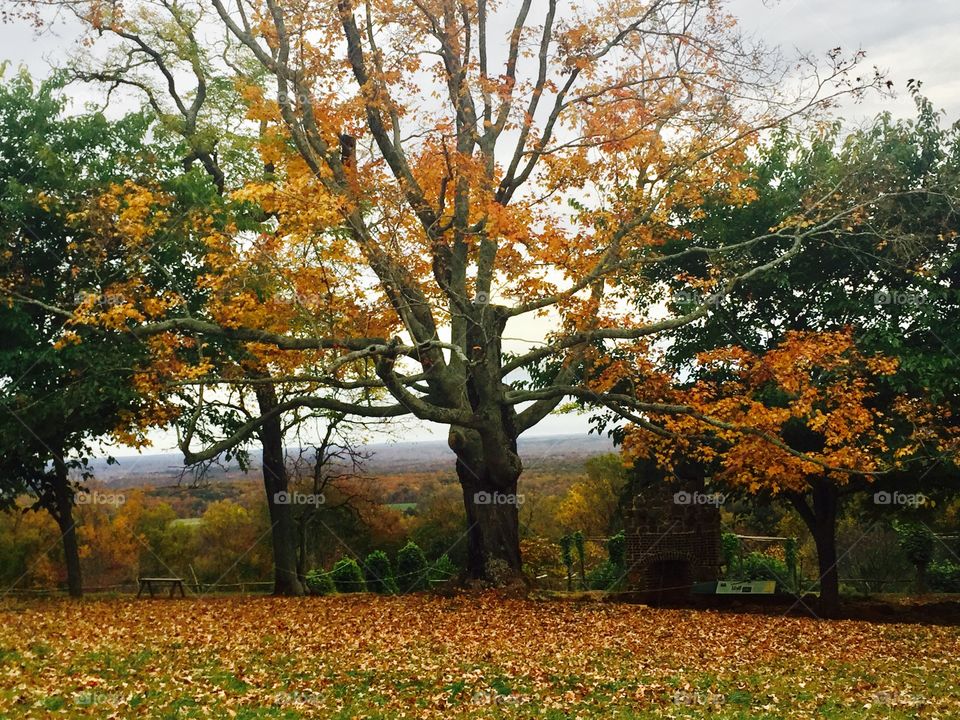 Autumn tree